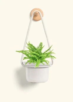 Boston Fern, Small -Home Living Store FERN COMPACTA 4 FATLIP OAT 4 ROP RTD CREAM 4 bckgrnd cream