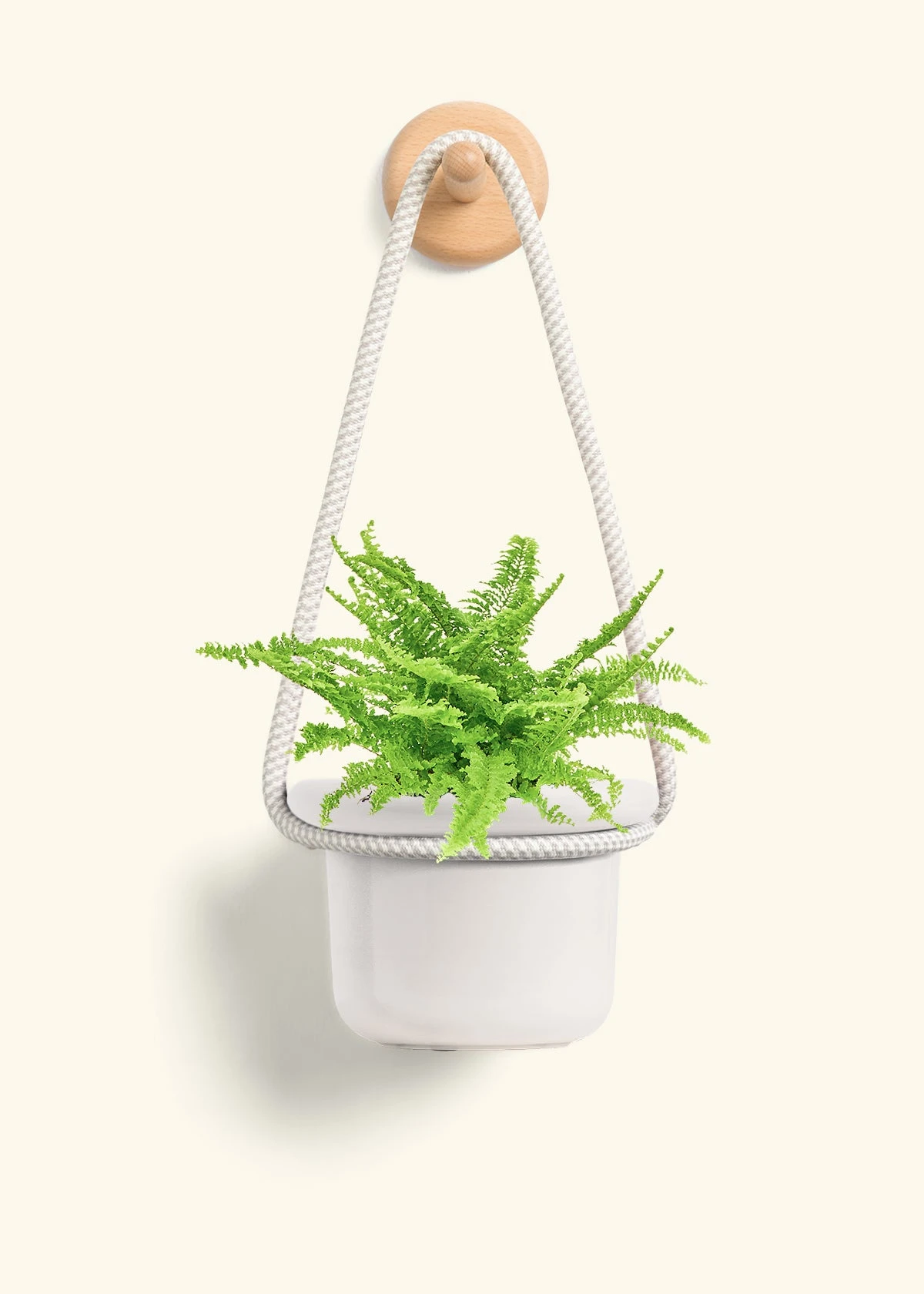 Boston Fern, Small - Image 10