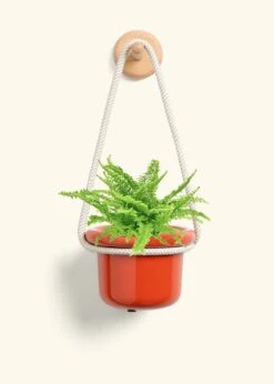 Boston Fern, Small -Home Living Store FERN COMPACTA 4 FATLIP RED 4 ROP RTD CREAM 4 bckgrnd cream