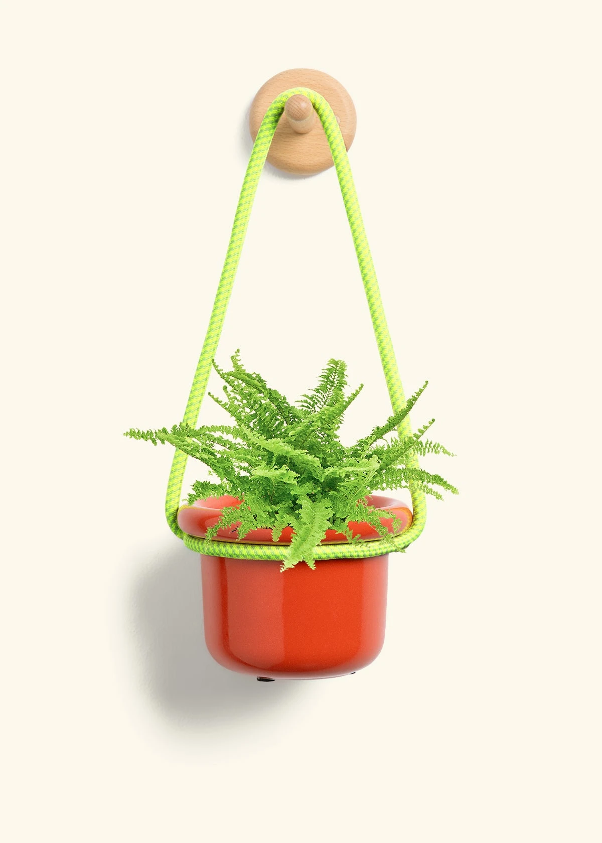 Boston Fern, Small - Image 9