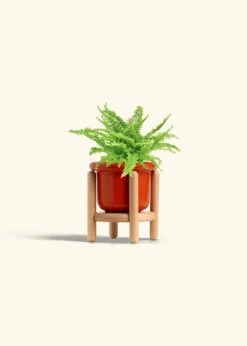 Boston Fern, Small -Home Living Store FERN COMPACTA 4 FATLIP RED STAND 4 bckgrnd cream