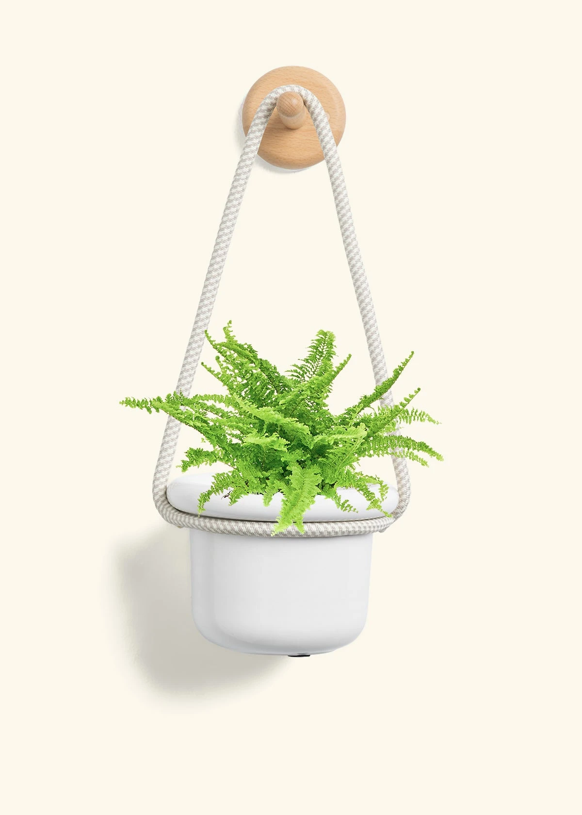 Boston Fern, Small - Image 4