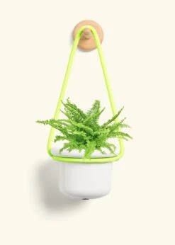 Boston Fern, Small -Home Living Store FERN COMPACTA 4 FATLIP WHITE 4 ROP RTD LIME 4 bckgrnd cream