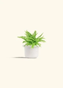 Boston Fern, Small -Home Living Store FERN COMPACTA 4 FATLIP WHITE 4 bckgrnd cream