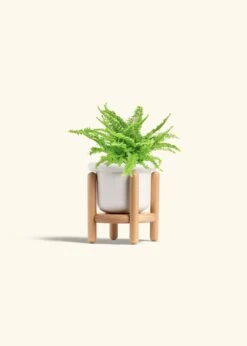 Boston Fern, Small -Home Living Store FERN COMPACTA 4 FATLIP WHITE STAND 4 bckgrnd cream