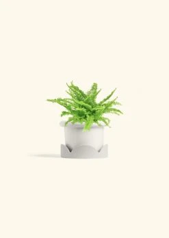 Boston Fern, Small -Home Living Store FERN COMPACTA 4 FATLIP WHITE TRAY BEIGE 4 bckgrnd cream