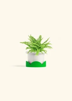 Boston Fern, Small -Home Living Store FERN COMPACTA 4 FATLIP WHITE TRAY GREEN 4 bckgrnd cream