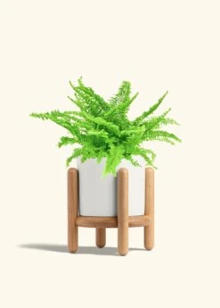 Boston Fern, Medium -Home Living Store FERN COMPACTA 6 CLASSIC WHITE STAND 6 bckgrnd cream