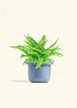Boston Fern, Medium -Home Living Store FERN COMPACTA 6 FATLIP BLUE 6 bckgrnd cream