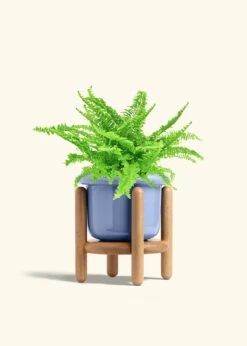 Boston Fern, Medium -Home Living Store FERN COMPACTA 6 FATLIP BLUE STAND 6 bckgrnd cream