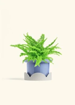 Boston Fern, Medium -Home Living Store FERN COMPACTA 6 FATLIP BLUE TRAY BEIGE 6 bckgrnd cream