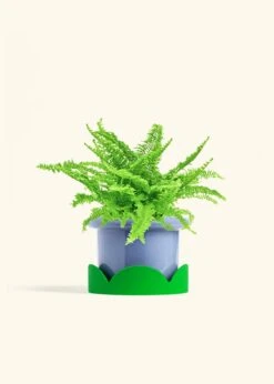 Boston Fern, Medium -Home Living Store FERN COMPACTA 6 FATLIP BLUE TRAY GREEN 6 bckgrnd cream