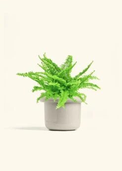 Boston Fern, Medium -Home Living Store FERN COMPACTA 6 FATLIP OAT 6 bckgrnd cream