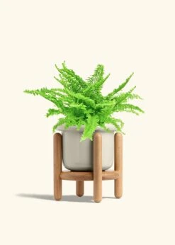 Boston Fern, Medium -Home Living Store FERN COMPACTA 6 FATLIP OAT STAND 6 bckgrnd cream