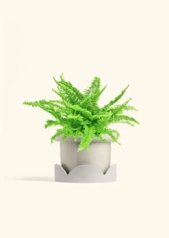 Boston Fern, Medium -Home Living Store FERN COMPACTA 6 FATLIP OAT TRAY BEIGE 6 bckgrnd cream