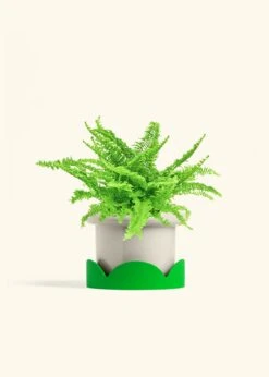 Boston Fern, Medium -Home Living Store FERN COMPACTA 6 FATLIP OAT TRAY GREEN 6 bckgrnd cream
