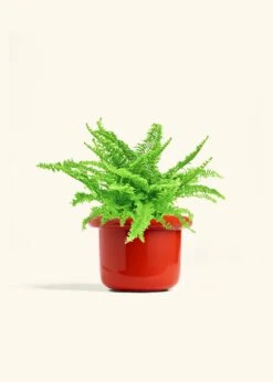 Boston Fern, Medium -Home Living Store FERN COMPACTA 6 FATLIP RED 6 bckgrnd cream