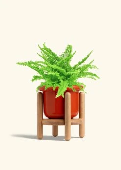 Boston Fern, Medium -Home Living Store FERN COMPACTA 6 FATLIP RED STAND 6 bckgrnd cream