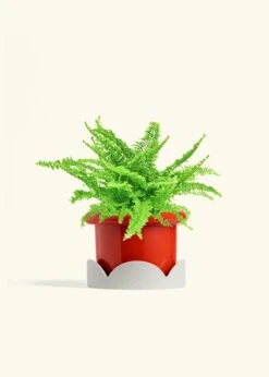 Boston Fern, Medium -Home Living Store FERN COMPACTA 6 FATLIP RED TRAY BEIGE 6 bckgrnd cream