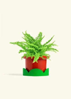 Boston Fern, Medium -Home Living Store FERN COMPACTA 6 FATLIP RED TRAY GREEN 6 bckgrnd cream