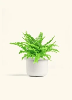 Boston Fern, Medium -Home Living Store FERN COMPACTA 6 FATLIP WHITE 6 bckgrnd cream
