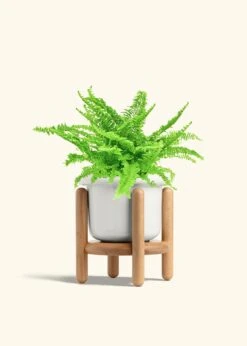 Boston Fern, Medium -Home Living Store FERN COMPACTA 6 FATLIP WHITE STAND 6 bckgrnd cream