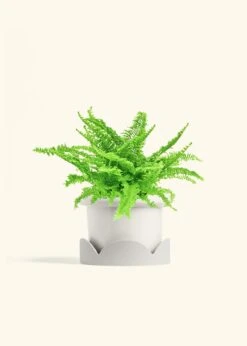Boston Fern, Medium -Home Living Store FERN COMPACTA 6 FATLIP WHITE TRAY BEIGE 6 bckgrnd cream