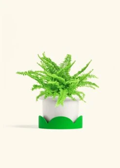 Boston Fern, Medium -Home Living Store FERN COMPACTA 6 FATLIP WHITE TRAY GREEN 6 bckgrnd cream