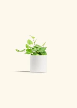 Heartleaf Fern, Small 40 Heartleaf Fern, Small -Home Living Store FERN HEARTLEAF 4 CLASSIC WHITE 4 bckgrnd cream