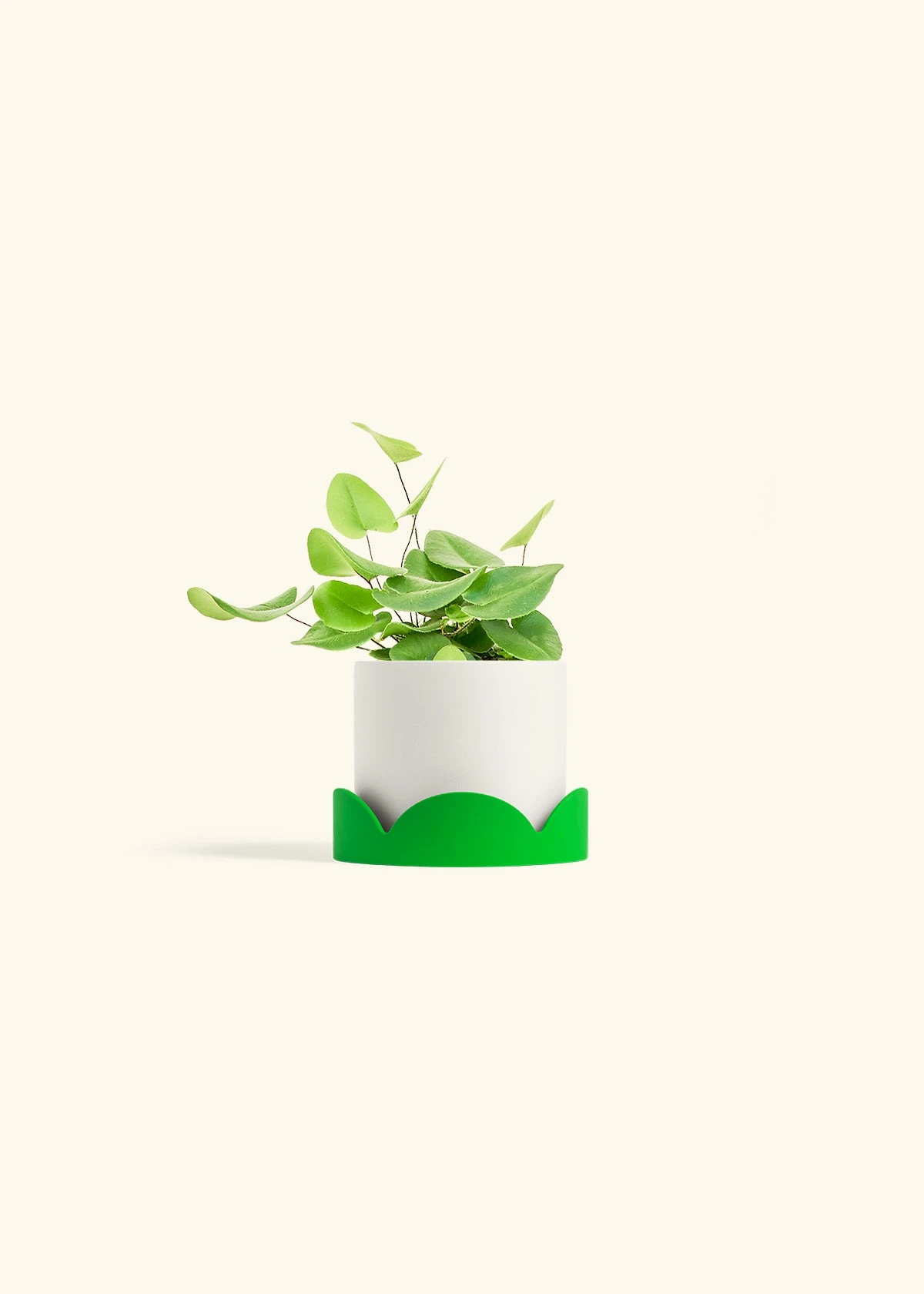 Heartleaf Fern, Small 22 Heartleaf Fern, Small - Image 20