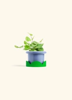 Heartleaf Fern, Small 29 Heartleaf Fern, Small -Home Living Store FERN HEARTLEAF 4 FATLIP BLUE TRAY GREEN 4 bckgrnd cream