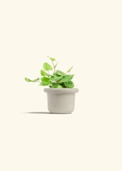 Heartleaf Fern, Small 36 Heartleaf Fern, Small -Home Living Store FERN HEARTLEAF 4 FATLIP OAT 4 bckgrnd cream