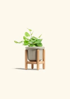 Heartleaf Fern, Small 39 Heartleaf Fern, Small -Home Living Store FERN HEARTLEAF 4 FATLIP OAT STAND 4 bckgrnd cream