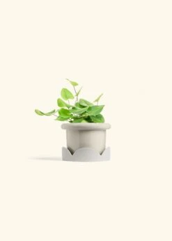 Heartleaf Fern, Small 38 Heartleaf Fern, Small -Home Living Store FERN HEARTLEAF 4 FATLIP OAT TRAY BEIGE 4 bckgrnd cream