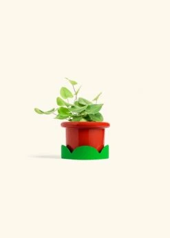 Heartleaf Fern, Small 33 Heartleaf Fern, Small -Home Living Store FERN HEARTLEAF 4 FATLIP RED TRAY GREEN 4 bckgrnd cream