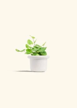 Heartleaf Fern, Small 24 Heartleaf Fern, Small -Home Living Store FERN HEARTLEAF 4 FATLIP WHITE 4 bckgrnd cream