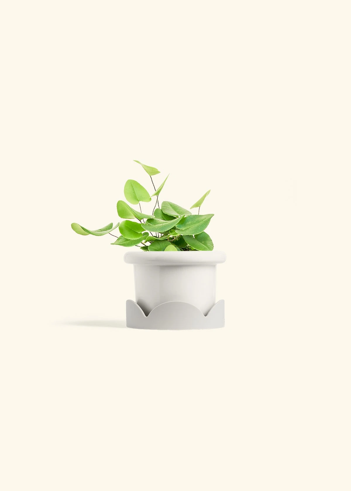 Heartleaf Fern, Small 7 Heartleaf Fern, Small - Image 5