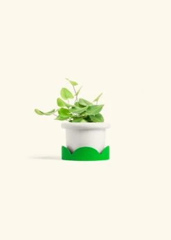 Heartleaf Fern, Small 25 Heartleaf Fern, Small -Home Living Store FERN HEARTLEAF 4 FATLIP WHITE TRAY GREEN 4 bckgrnd cream