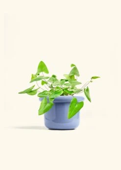 Heartleaf Fern, Medium -Home Living Store FERN HEARTLEAF 6 FATLIP BLUE 6 bckgrnd cream