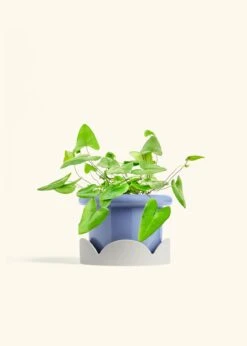 Heartleaf Fern, Medium -Home Living Store FERN HEARTLEAF 6 FATLIP BLUE TRAY BEIGE 6 bckgrnd cream