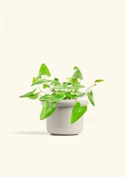 Heartleaf Fern, Medium -Home Living Store FERN HEARTLEAF 6 FATLIP OAT 6 bckgrnd cream