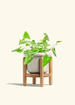 Heartleaf Fern, Medium -Home Living Store FERN HEARTLEAF 6 FATLIP OAT STAND 6 bckgrnd cream