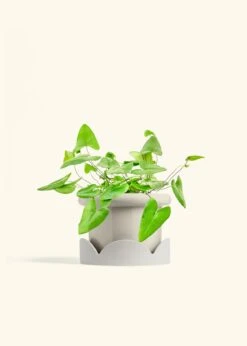 Heartleaf Fern, Medium -Home Living Store FERN HEARTLEAF 6 FATLIP OAT TRAY BEIGE 6 bckgrnd cream