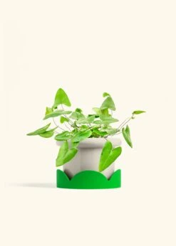 Heartleaf Fern, Medium -Home Living Store FERN HEARTLEAF 6 FATLIP OAT TRAY GREEN 6 bckgrnd cream