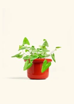 Heartleaf Fern, Medium -Home Living Store FERN HEARTLEAF 6 FATLIP RED 6 bckgrnd cream
