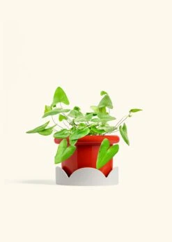 Heartleaf Fern, Medium -Home Living Store FERN HEARTLEAF 6 FATLIP RED TRAY BEIGE 6 bckgrnd cream