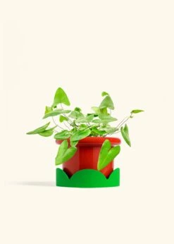 Heartleaf Fern, Medium -Home Living Store FERN HEARTLEAF 6 FATLIP RED TRAY GREEN 6 bckgrnd cream