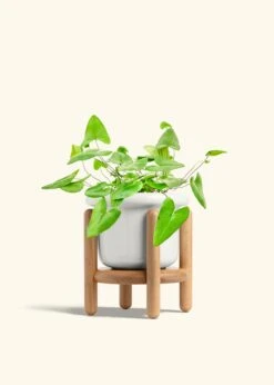 Heartleaf Fern, Medium -Home Living Store FERN HEARTLEAF 6 FATLIP WHITE STAND 6 bckgrnd cream