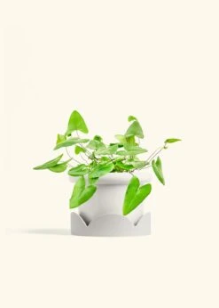 Heartleaf Fern, Medium -Home Living Store FERN HEARTLEAF 6 FATLIP WHITE TRAY BEIGE 6 bckgrnd cream