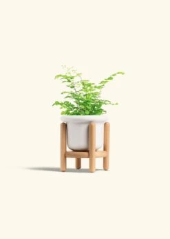 Maidenhair Fern, Small -Home Living Store FERN MAIDENHAIR 4 ATLIP WHITE STAND 4 bckgrnd cream